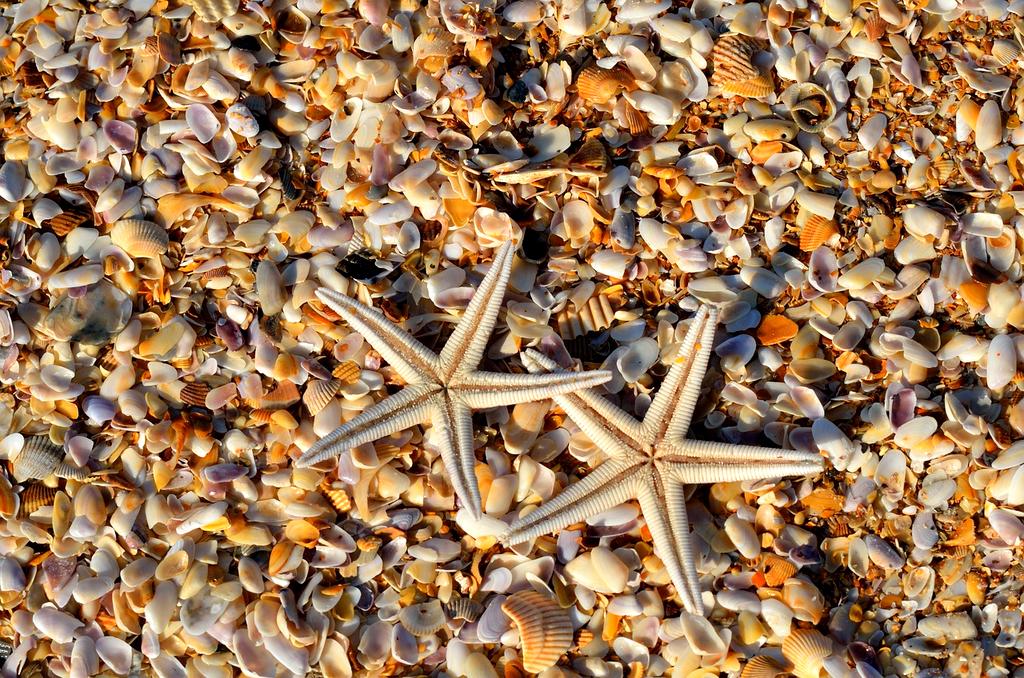 Five holographic stars floating with perfect rating visualization